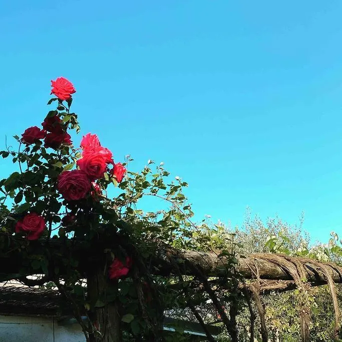 Casanina,La Tua Casa Al Mare Villa Cinquale 0*,